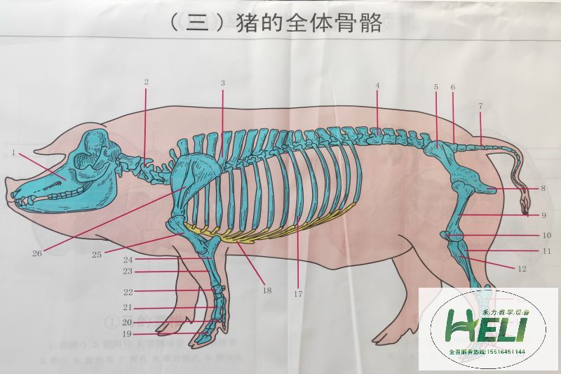 教學掛圖 豬骨骼掛圖